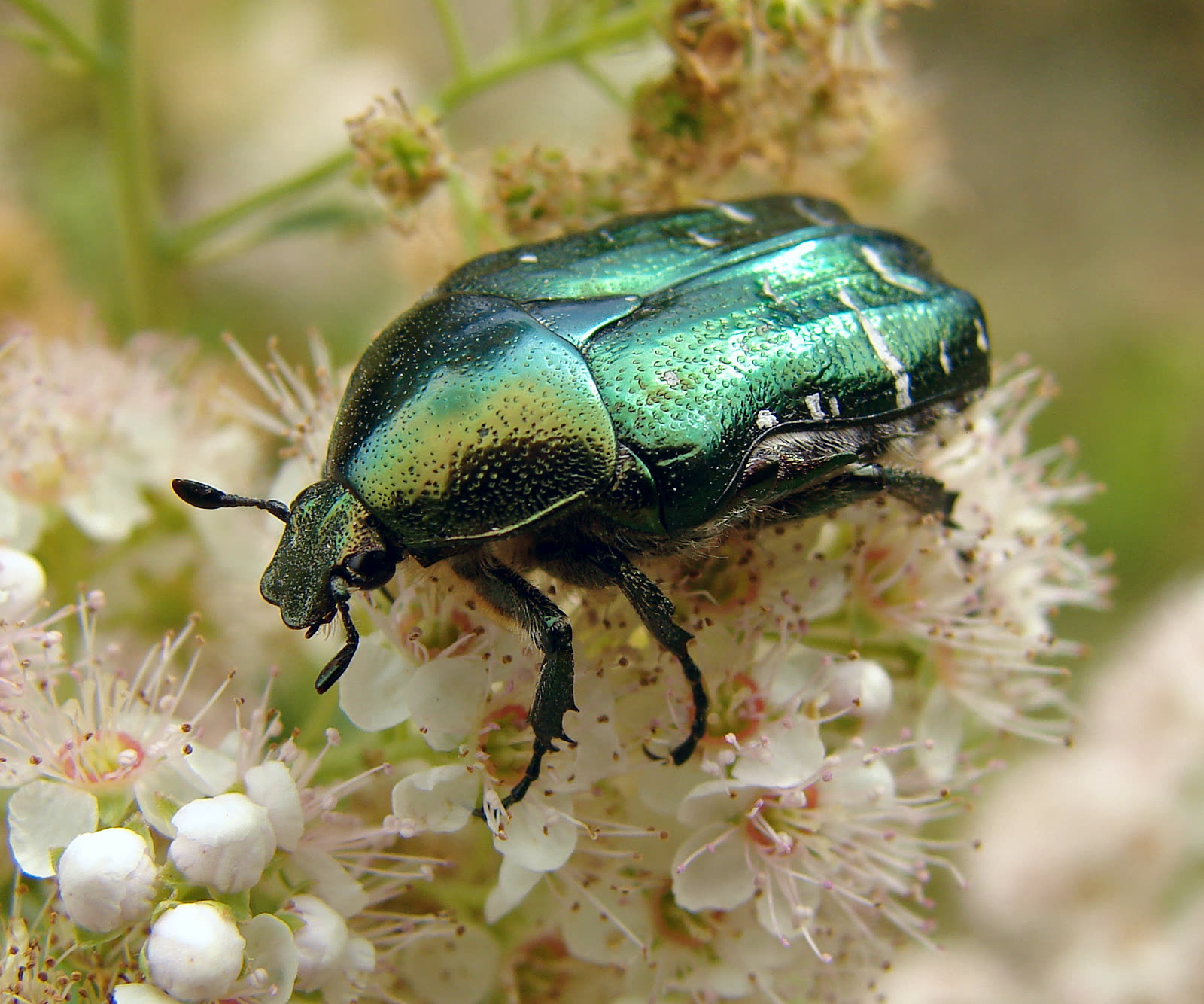 Une cétoine dorée, le « scarabée » qui frappa à la fenêtre de Jung (photo Chrumps, Wikimedia Commons, CC BY-SA 3.0).