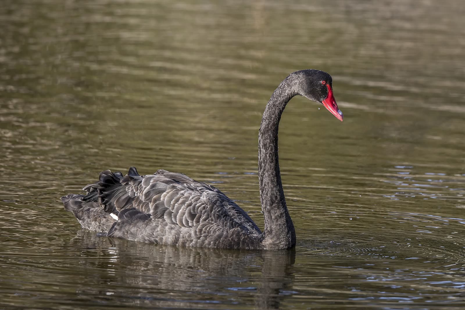 Un cygne noir sur l'eau