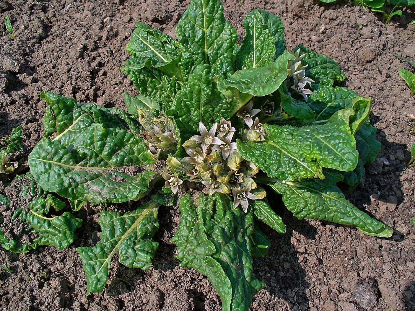 Une mandragore en fleurs, au ras du sol (photo H. Zell, CC BY-SA 3.0).
