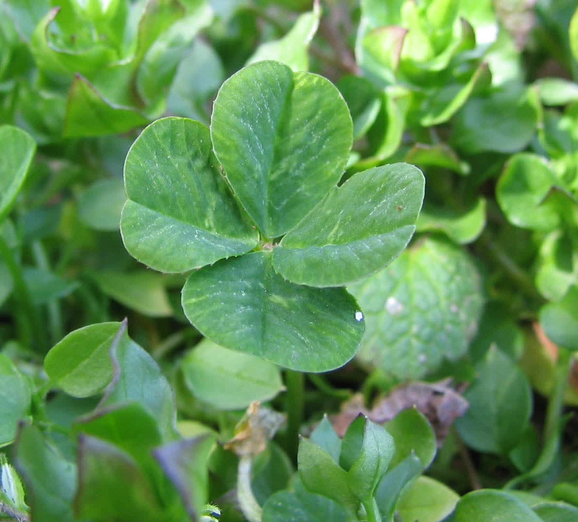 Trois trèfles à quatre feuilles : on les trouve rarement en les cherchant trop fort (photo SWT666, Wikimedia Commons, CC BY-SA 4.0).
