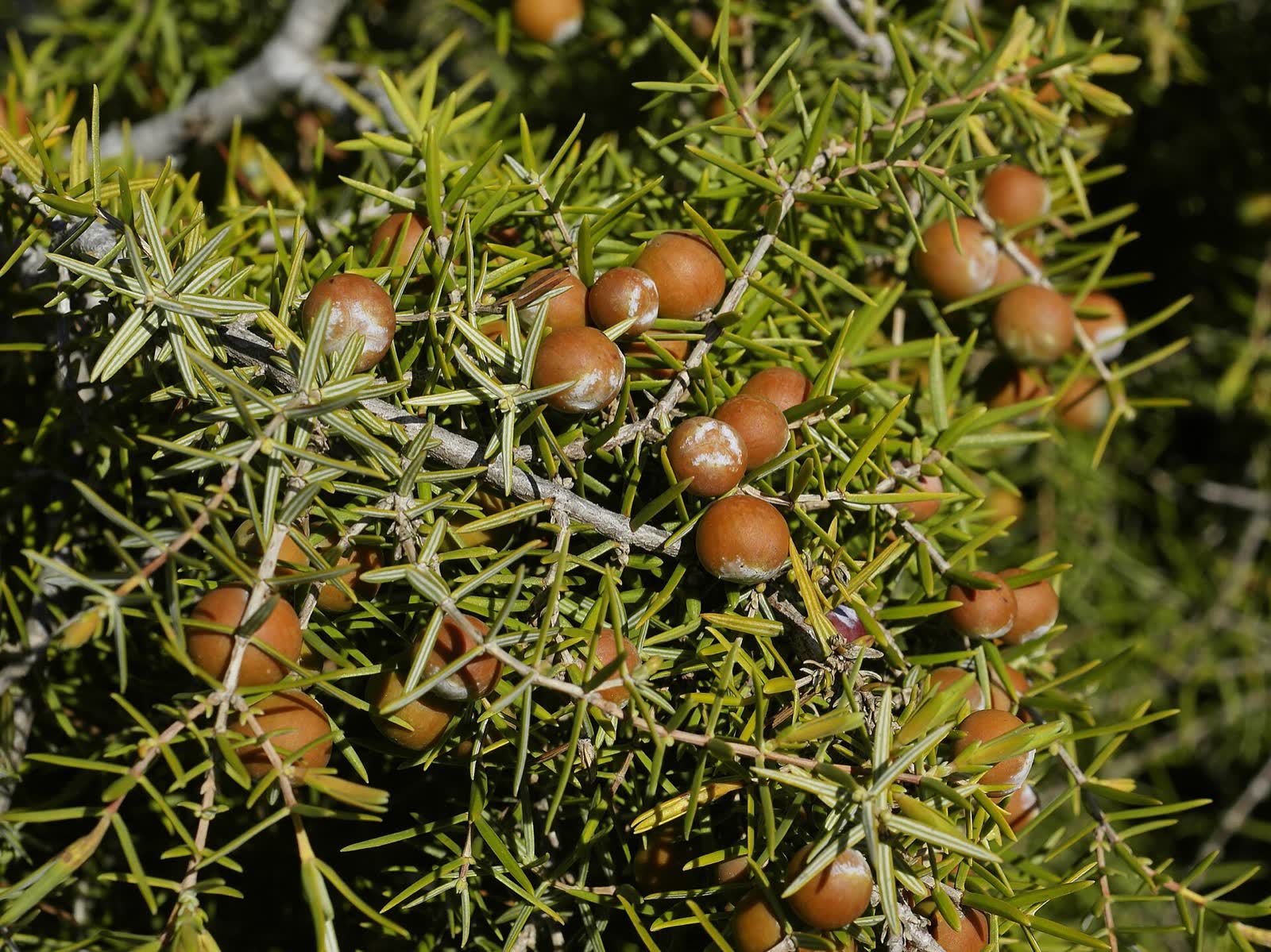 Les baies du cade, Juniperus oxycedrus. Photo Hans Hillewaert, CC BY-SA 4.0, Wikimedia Commons.