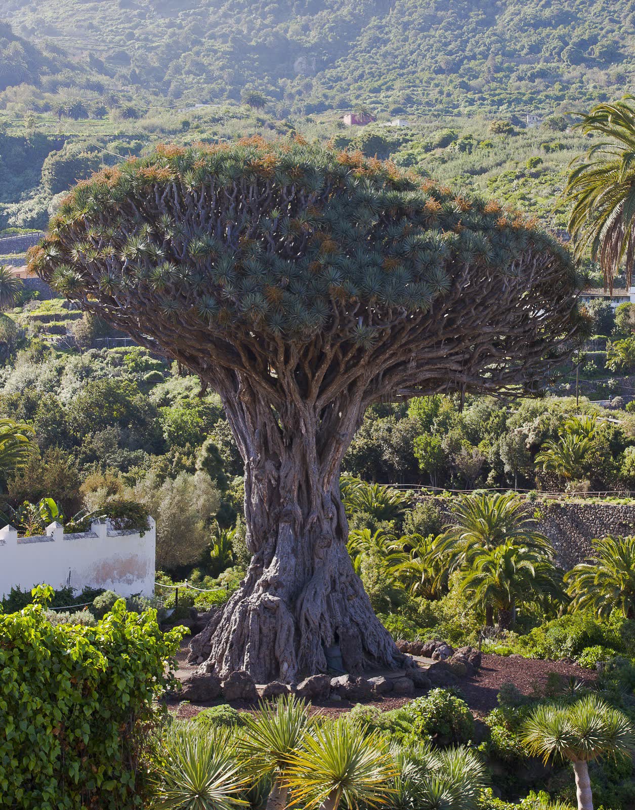 Le dragonnier millénaire d'Icod de los Vinos, à Tenerife
