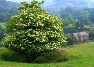 Un sureau en fleurs, l'arbre à fées