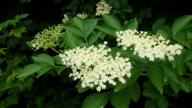 Les ombelles blanches de la fleur de sureau (photo Jonathan Billinger, CC BY-SA 2.0)