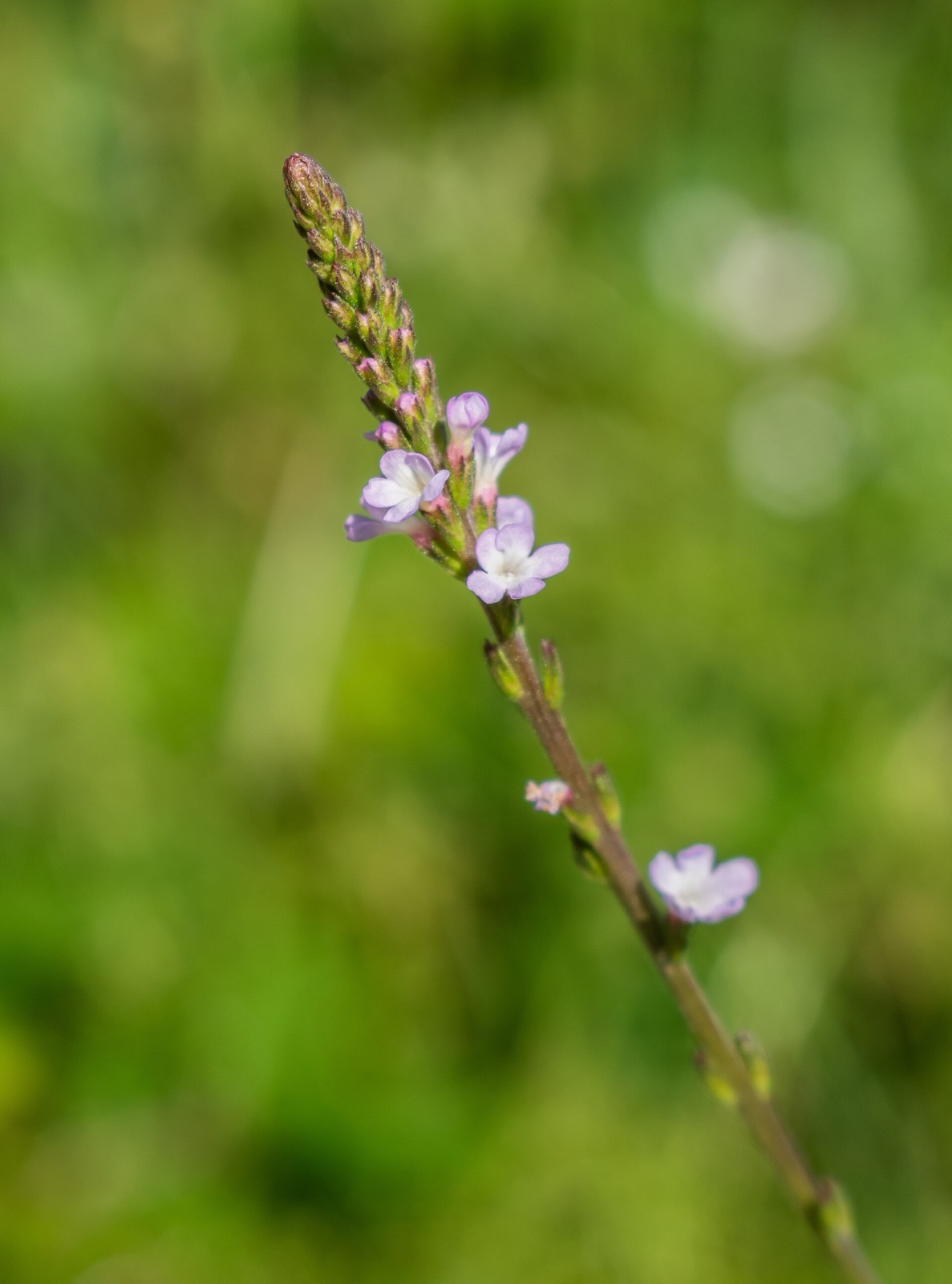 Les fines fleurs mauves de la verveine officinale